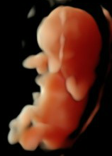 9 weeks 3D HD Live Image